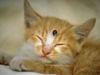 tiere326