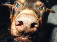 tiere331