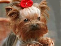 tiere332