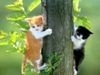 tiere356