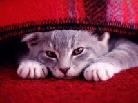 tiere358