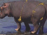 tiere362