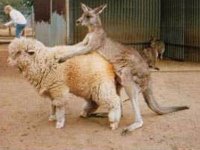 tiere367