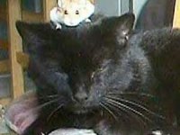 tiere373