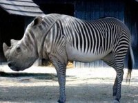 tiere379