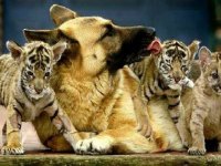 tiere382