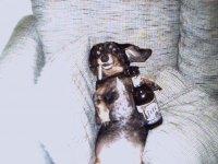 tiere386