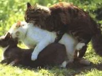 tiere39