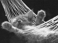 tiere392