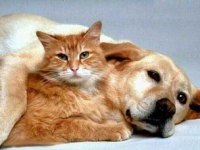 tiere398