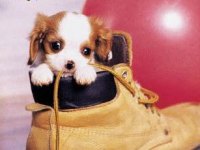 tiere401