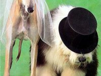 tiere403