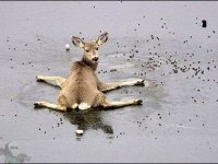 tiere407