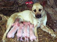 tiere410