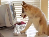 tiere424