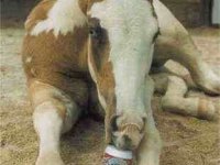 tiere428