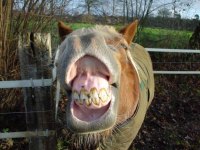tiere434