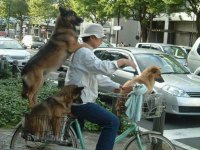 tiere447