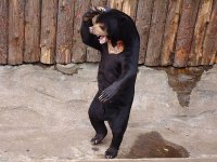 tiere451
