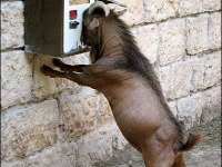 tiere454