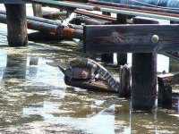 tiere463