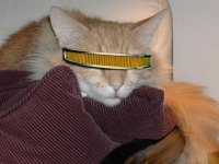 tiere466