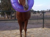 tiere475
