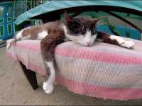 tiere483