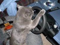 tiere484