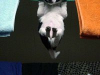 tiere487