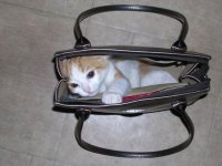 tiere489