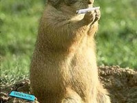 tiere498