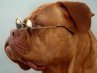 tiere500